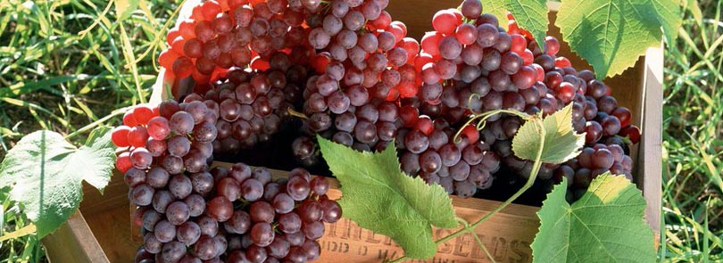 Come fare il vino