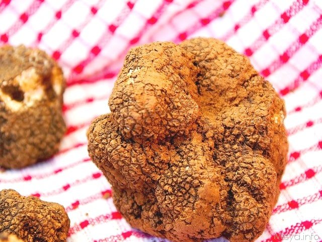 tartufo