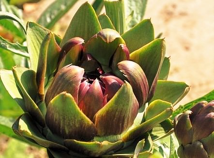 cucinare i carciofi