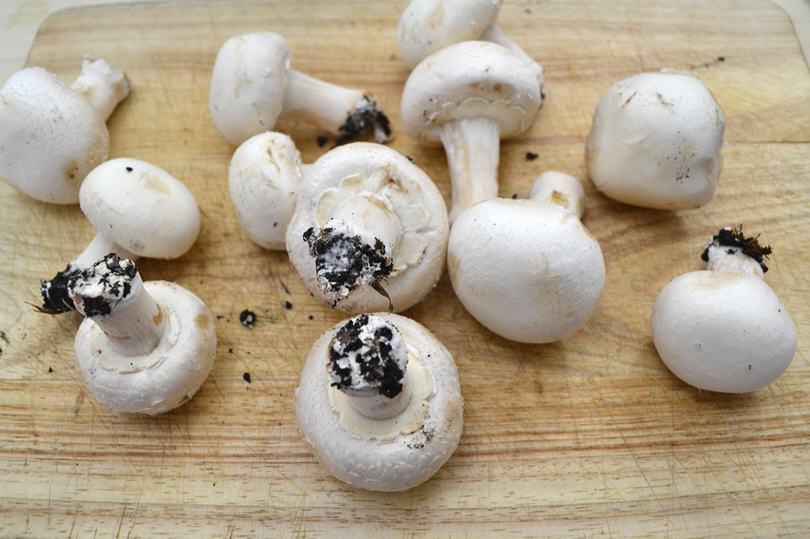 1 funghi