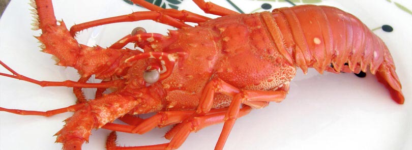 Come cucinare l’aragosta