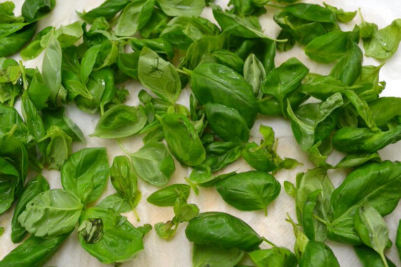 1 basilico