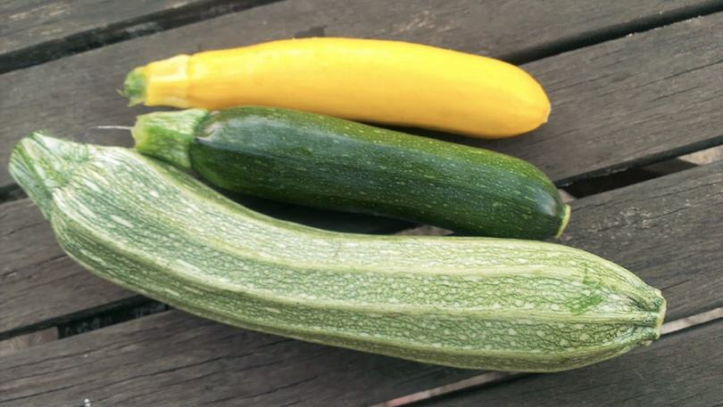 conservare zucchine