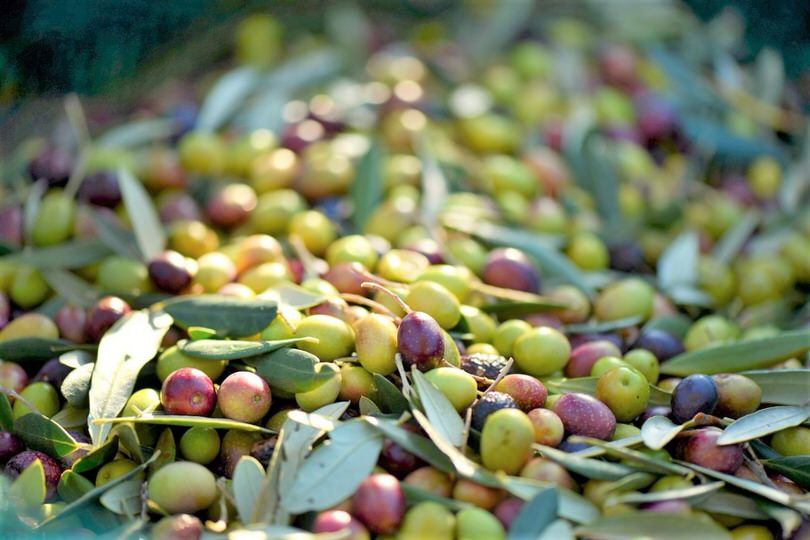 conservare olive