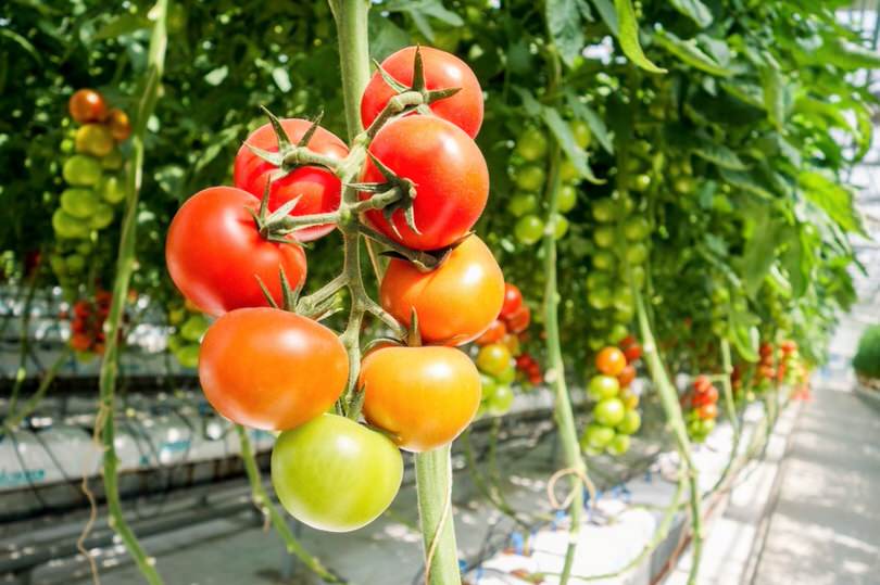 conservare pomodori