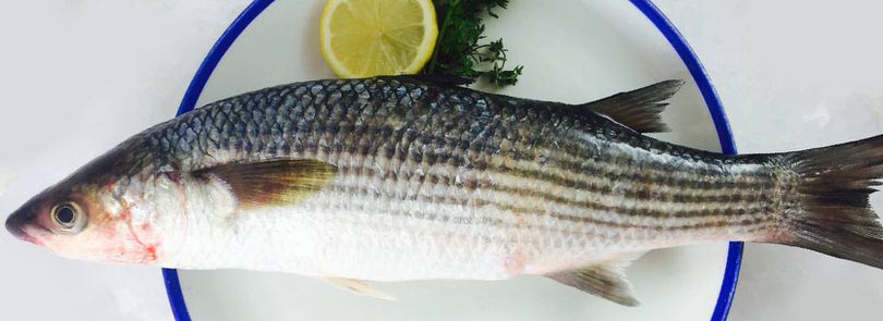 Come cucinare il cefalo